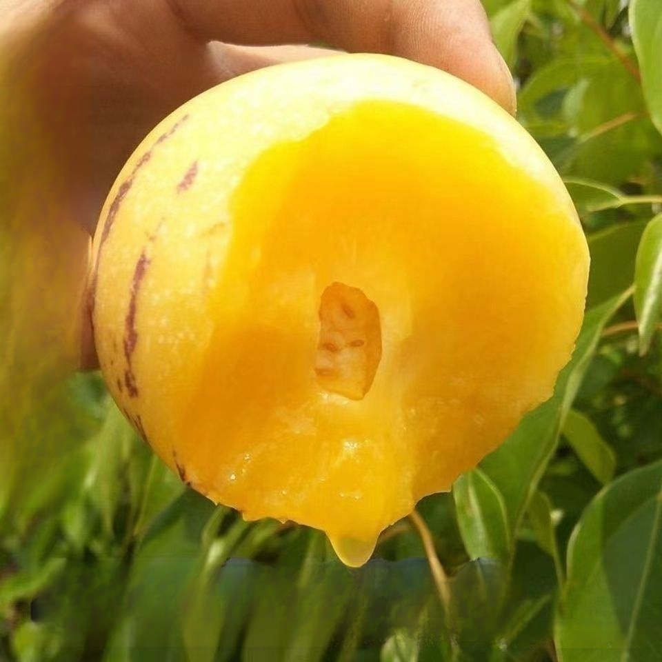 เมล็ดผลโสม