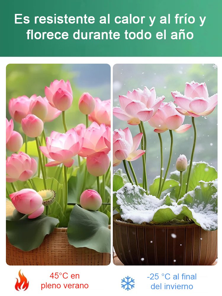 Semillas de loto acuático ornamental 