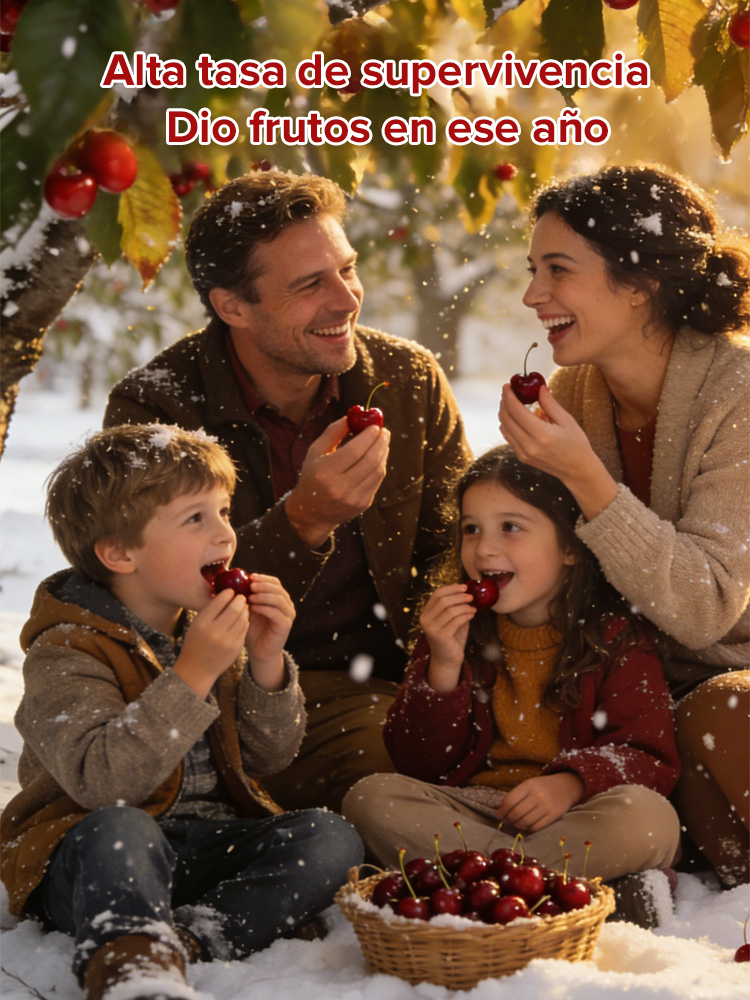 Plántula de cerezo que da frutos el mismo año, fructificación rápida