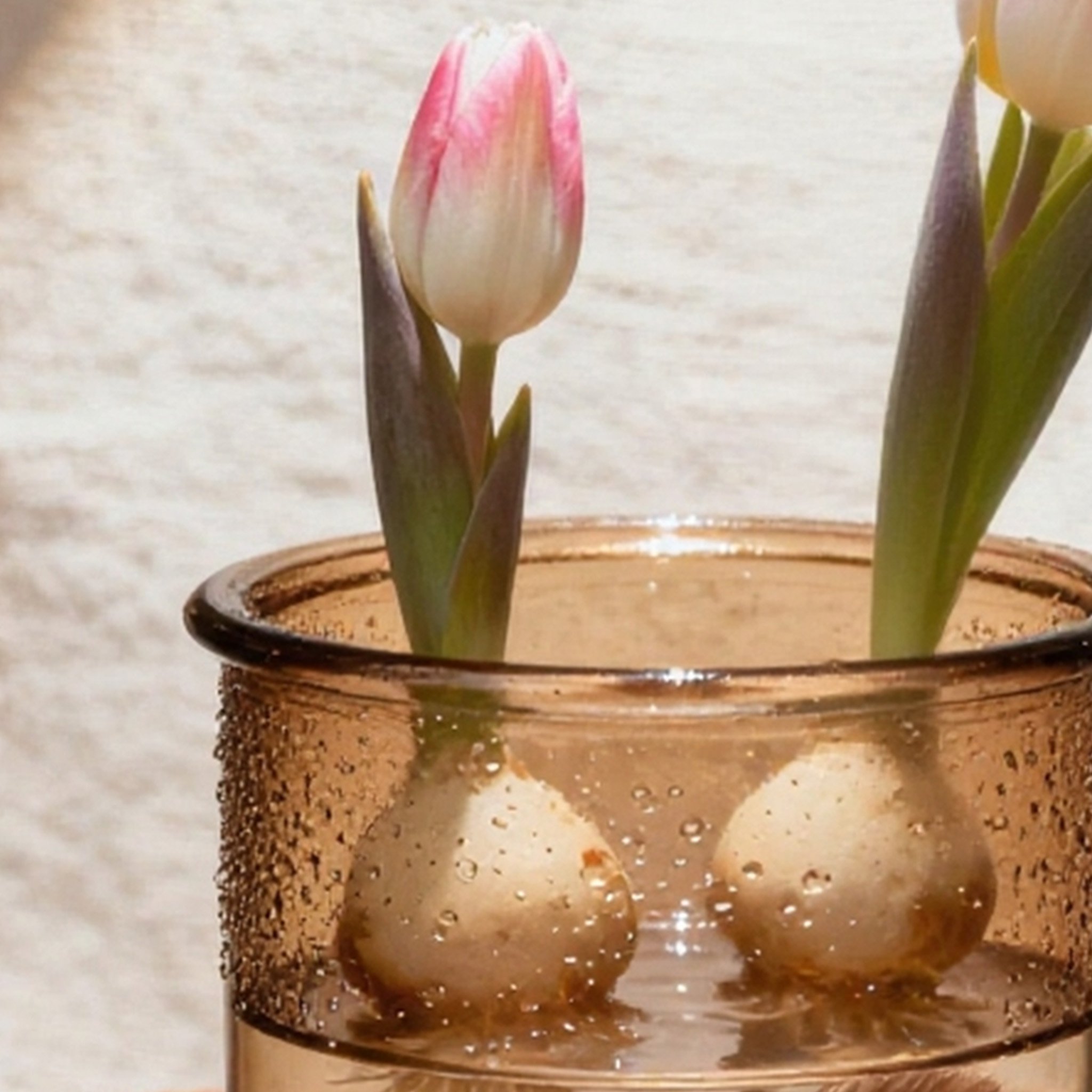 ชุดหัวพันธุ์ทิวลิปไฮโดรโปนิกส์ 5 หัว พร้อมขวด