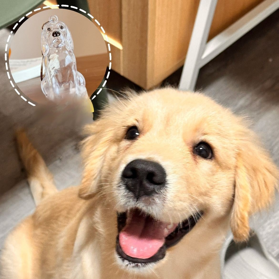 Porte-clés avec pendentif chien, boîte transparente pour poils d'animaux