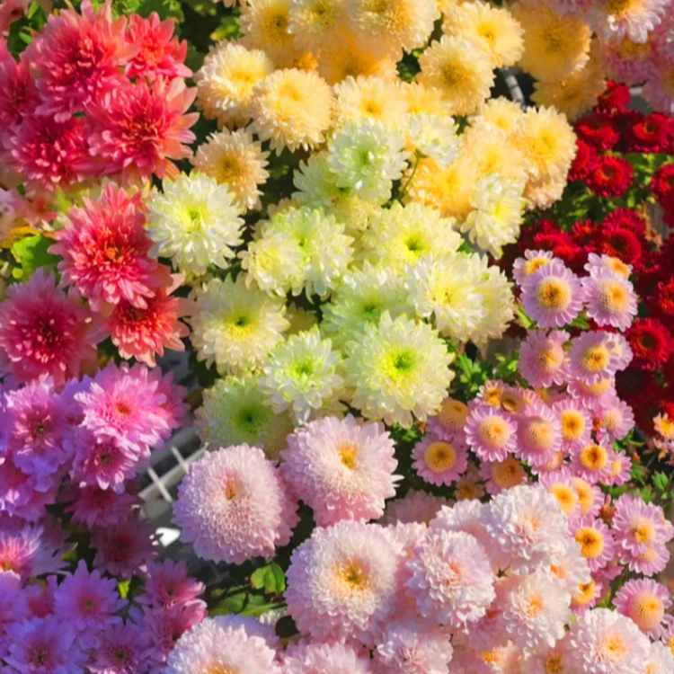 다채로운 캔디 화분 꽃