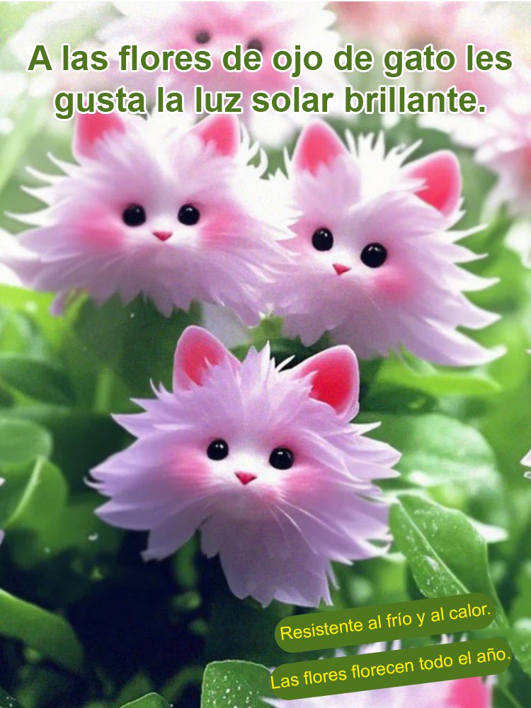 Ojo de Gato Orquídea Misteriosa y Encantadora