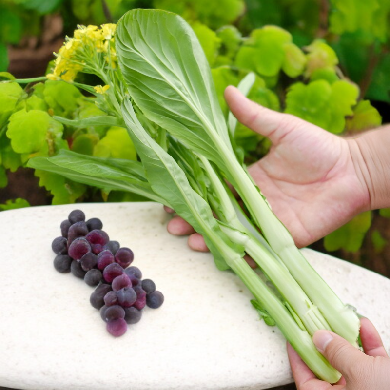 Hochwertige, ertragreiche, frühreife Chinakohlherz-Samen