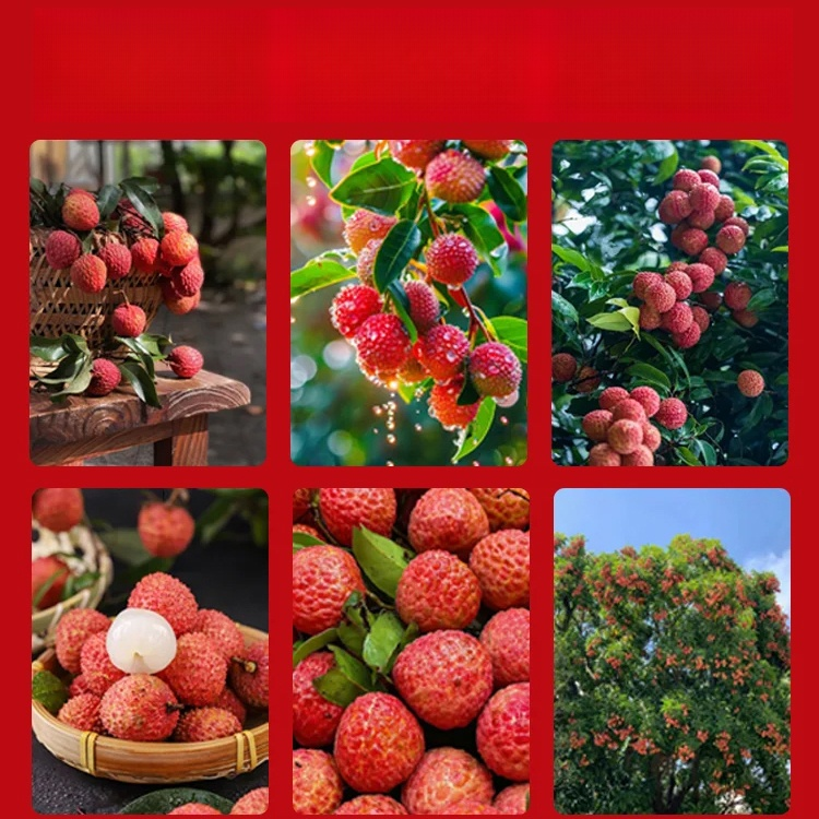 เมล็ดลิ้นจี่