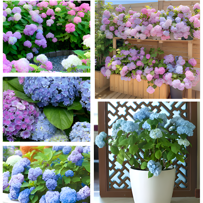 全品種繡球花苗