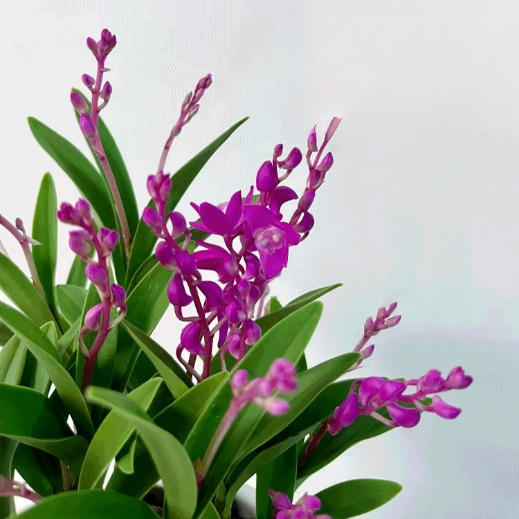 香水シクラメン睡眠改善緑植で空気浄化