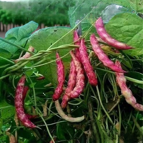 Bohnenranken mit Rankhilfe im Gemüsebeet