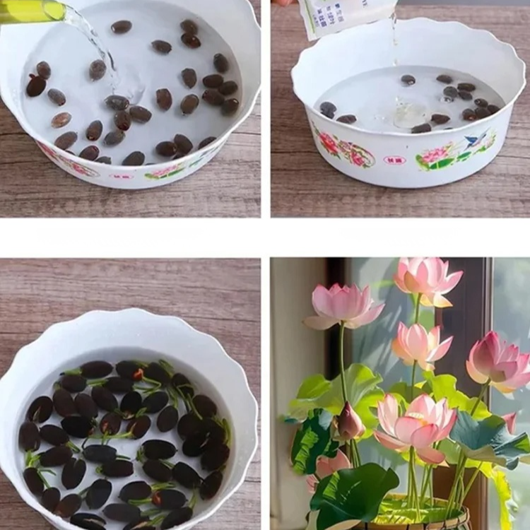 Water lily in a pot