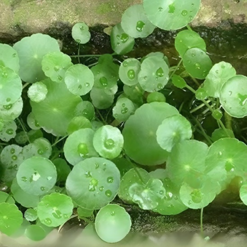 銅錢草種子