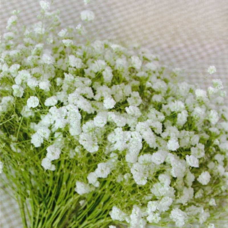 四季の花寄せ植えセット