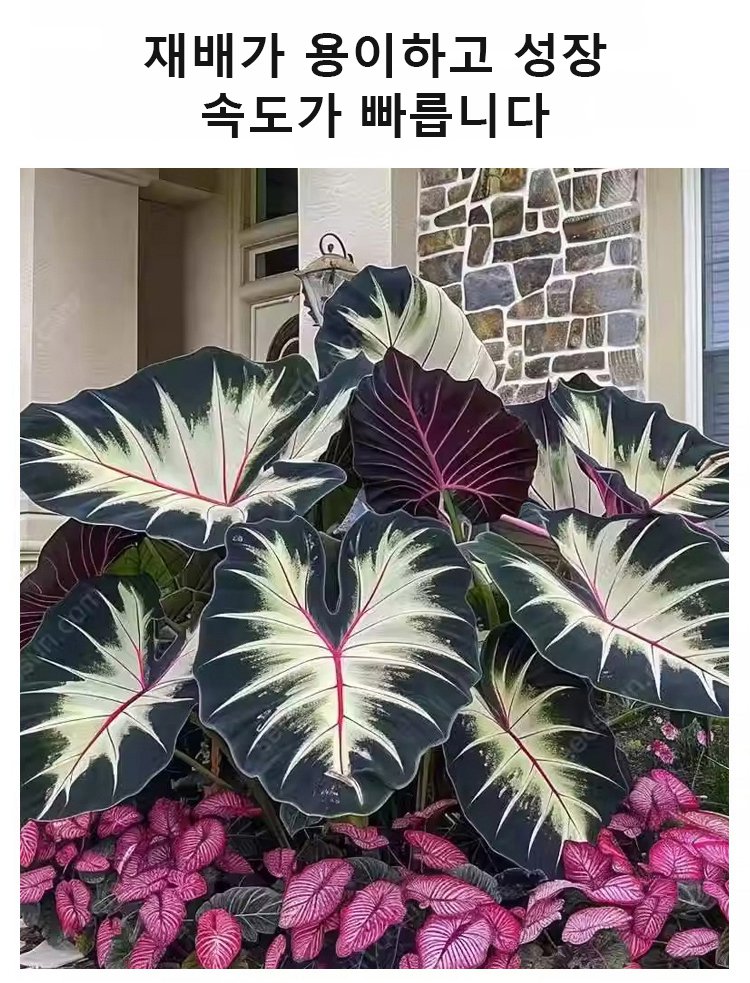 翻译件-HFH-稀有彩叶玉簪花种子-1286342_17.jpg