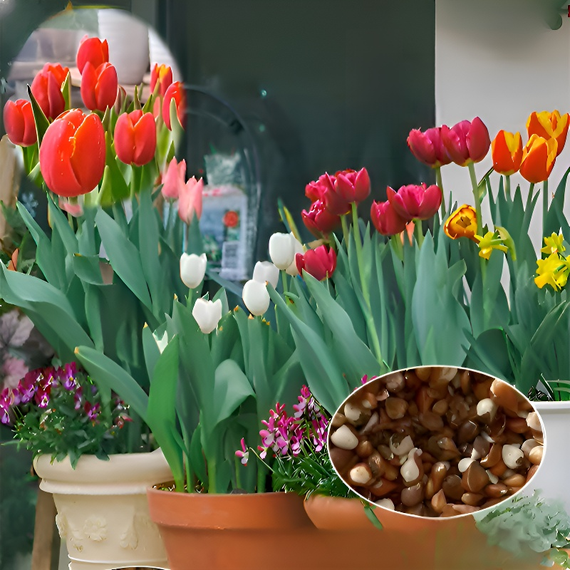 Tulip bulbs hydroponic flowers