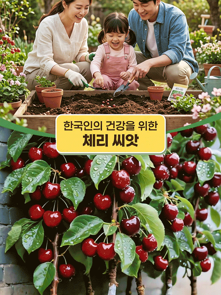 100% 생존 체리 묘목