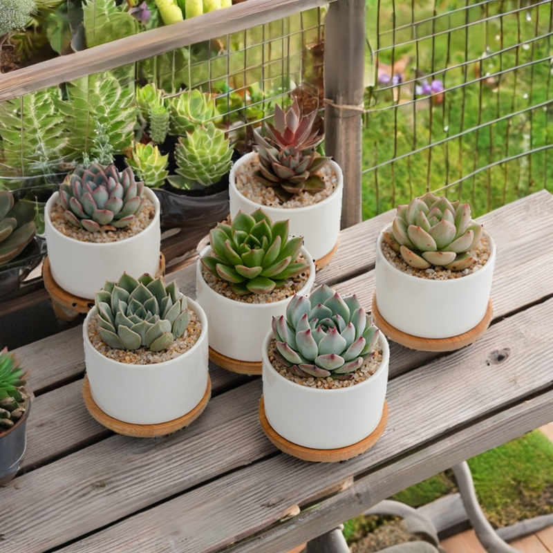 植物用白釉植木鉢