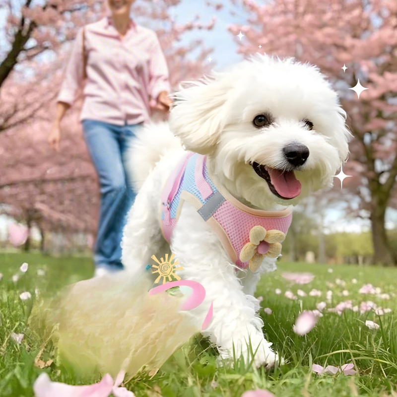Kleiner Hundegeschirr mit Leine