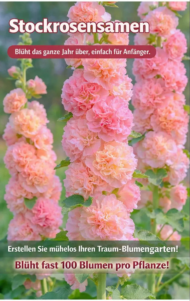 Stockrosenpflanzen aus Samen gezogen