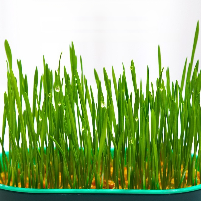 緑の植物の鉢