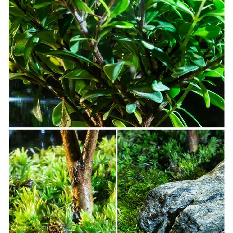 ミクロ景観エコボトル花瓶盆栽