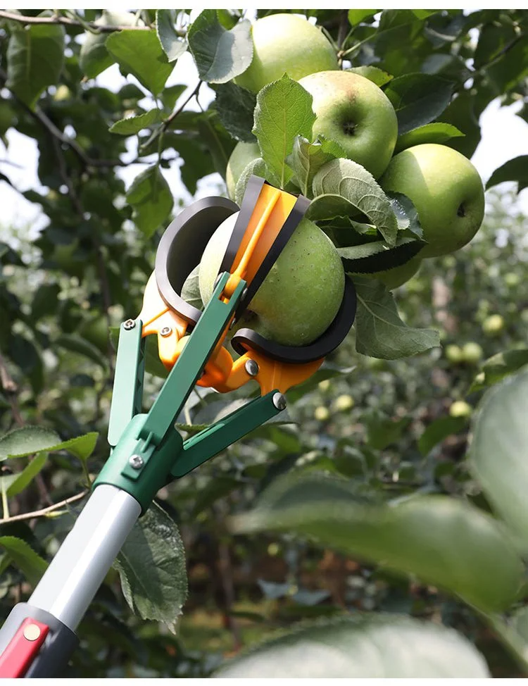 Zbieranie jabłek silikonową zrywaką z trzema chwytakami