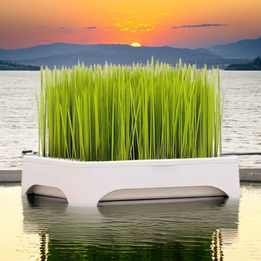 水耕栽培のキャットグラス鉢植え