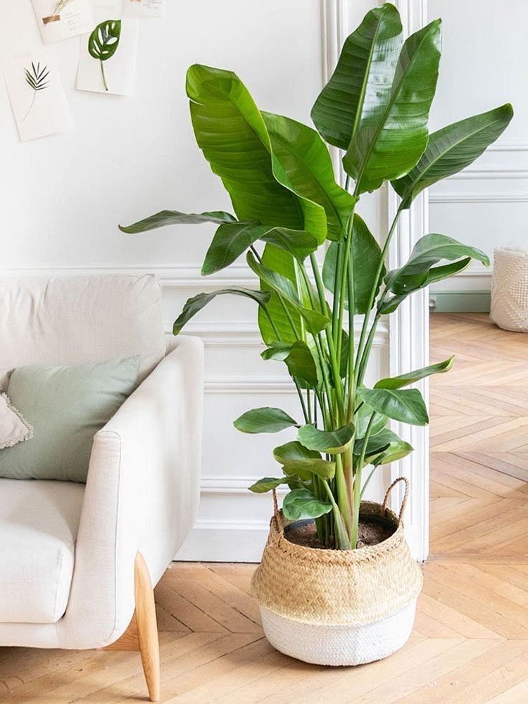 Online shopping MALL