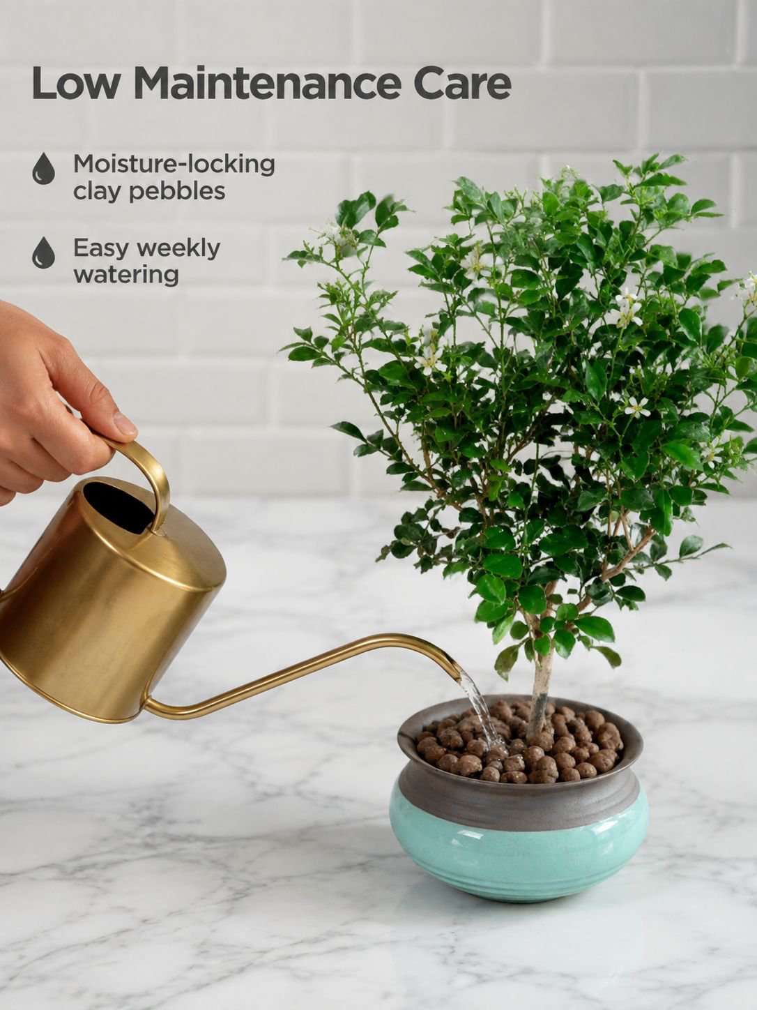 Four Seasons Flowering Murraya Paniculata Pot Plant
