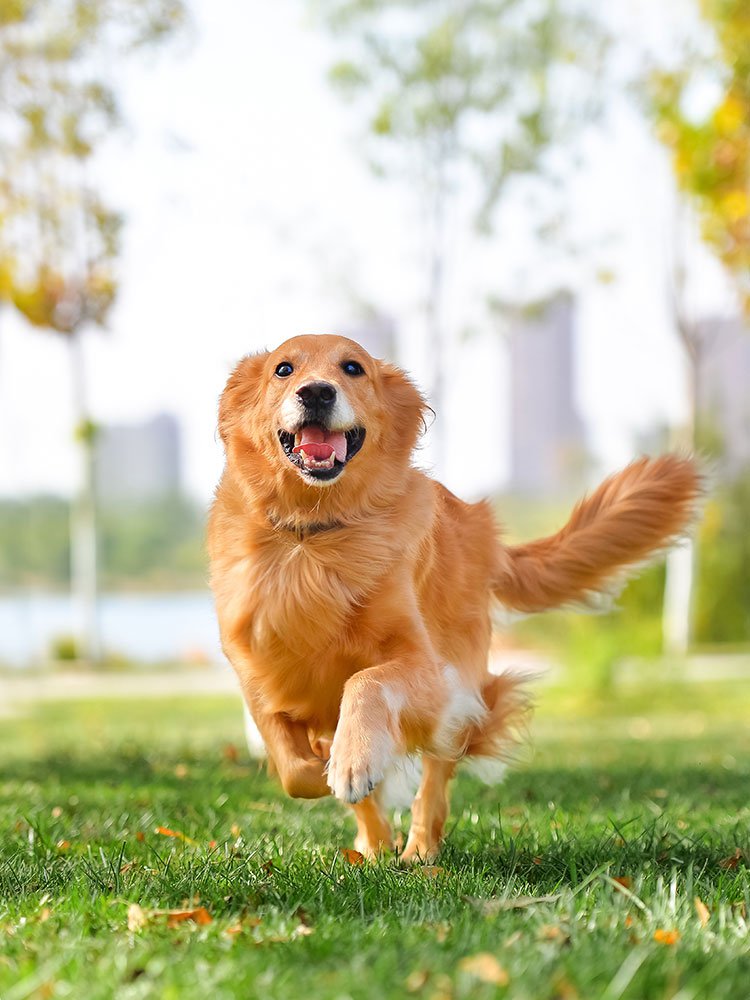 ศูนย์การค้าออนไลน์