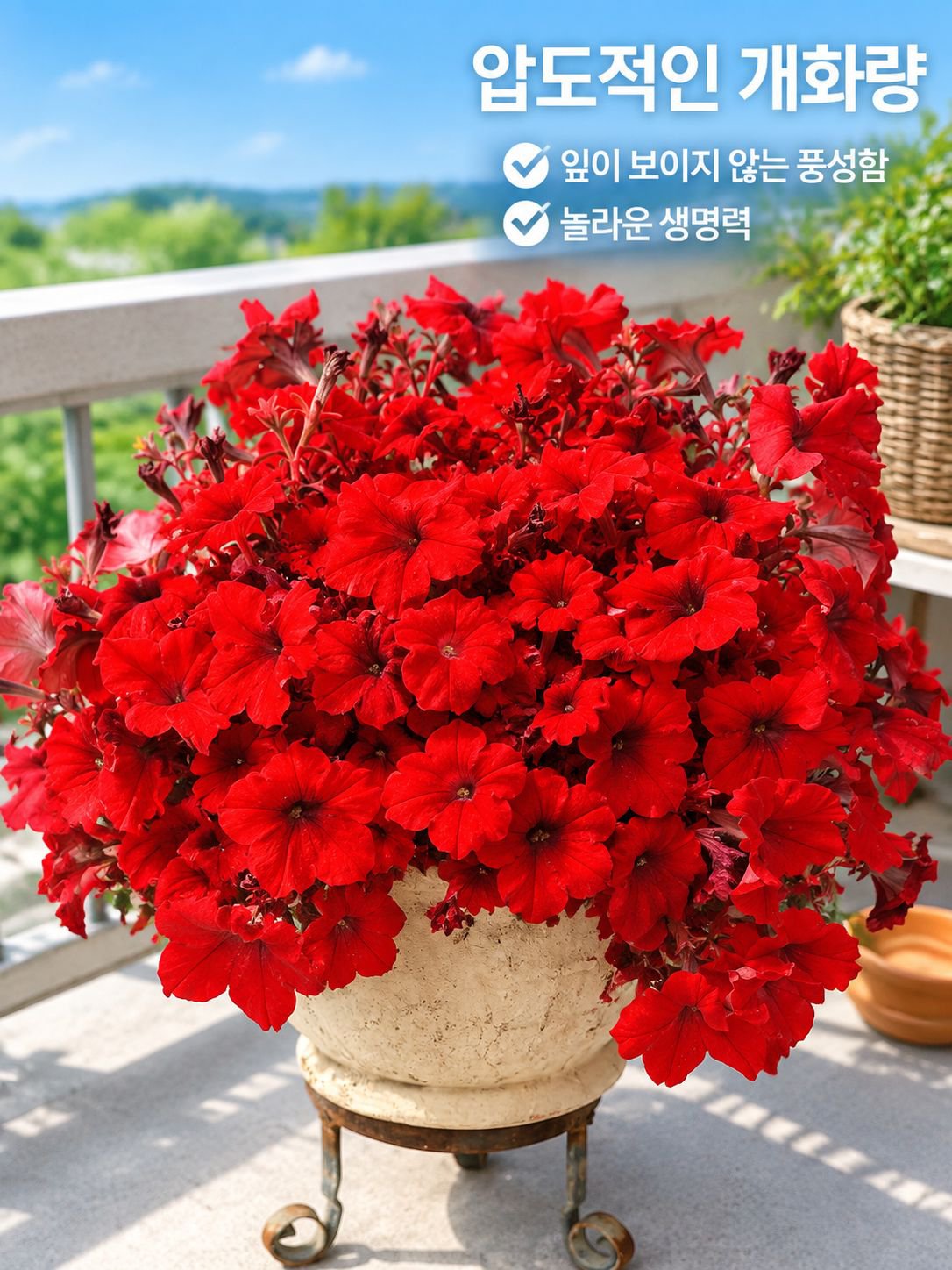 겹꽃 페튜니아