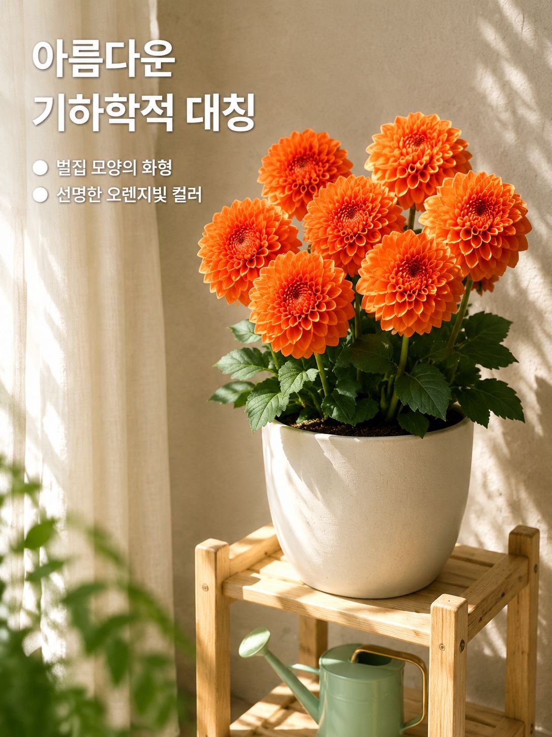 사계절 내내 꽃을 피우는 달리아