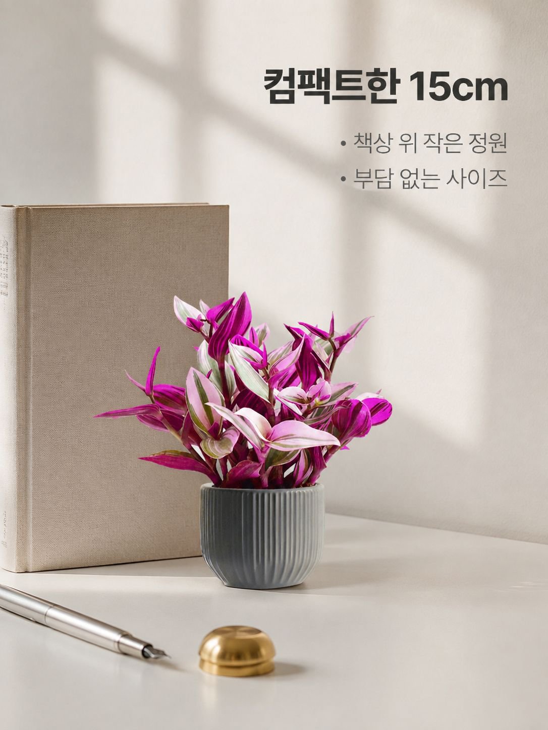 보라색 거미 식물