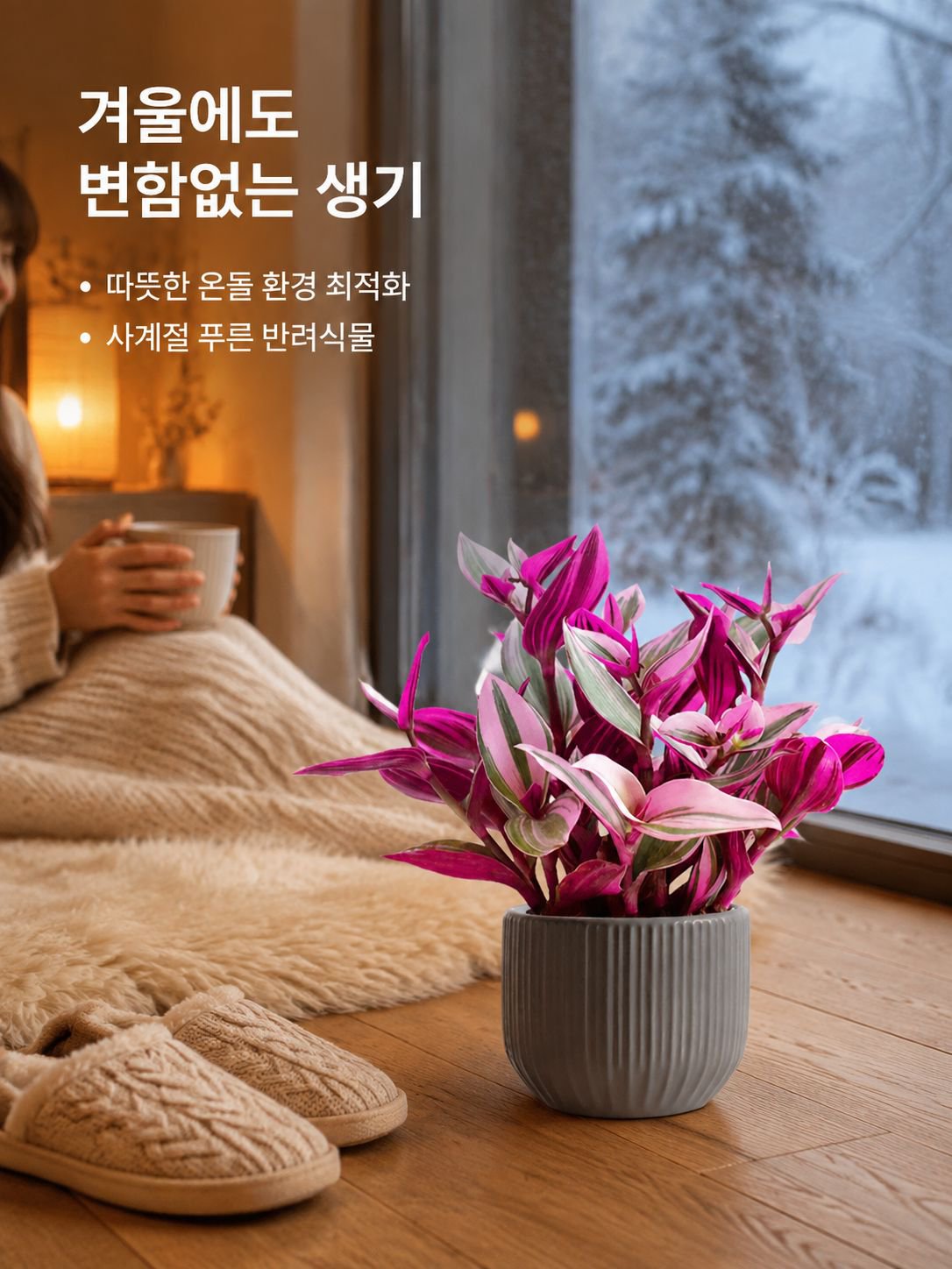 보라색 거미 식물
