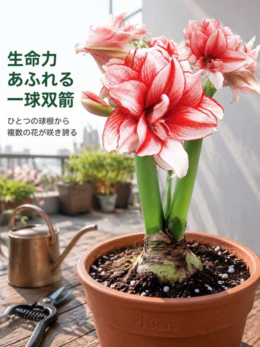 アマリリス