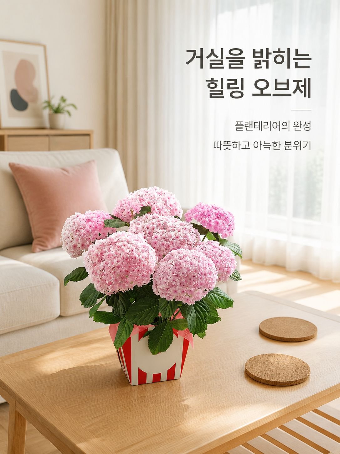 화분에 심은 수국
