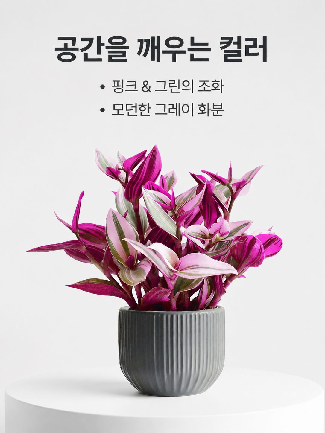 보라색 거미 식물