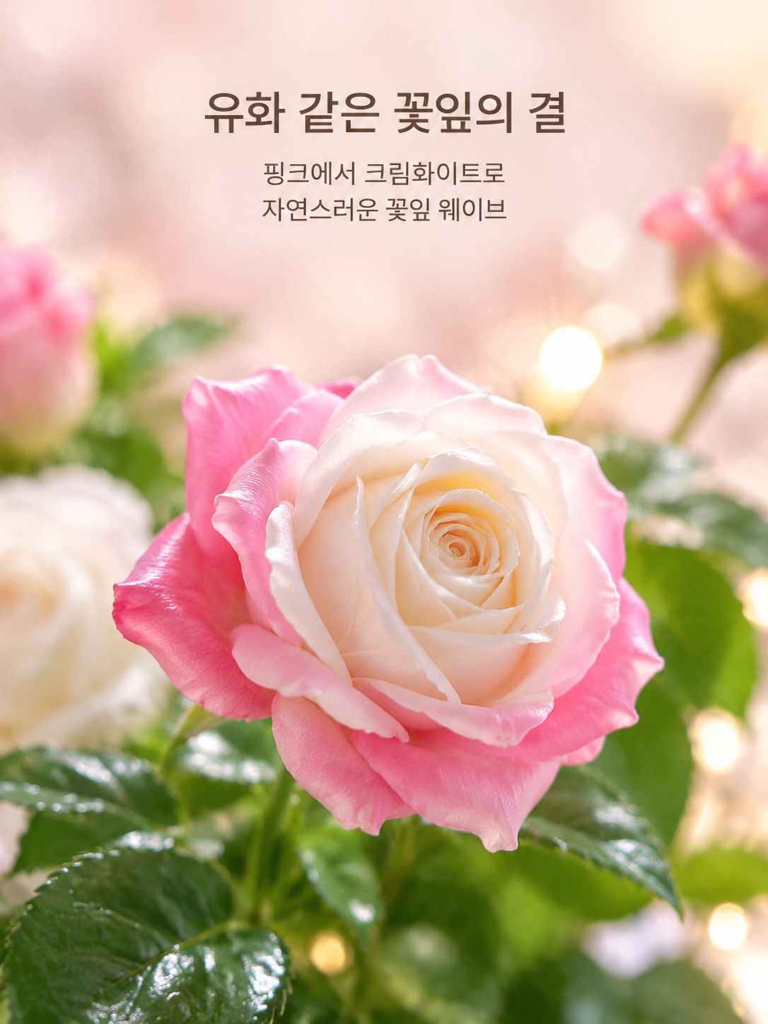 이중 꽃잎 장미