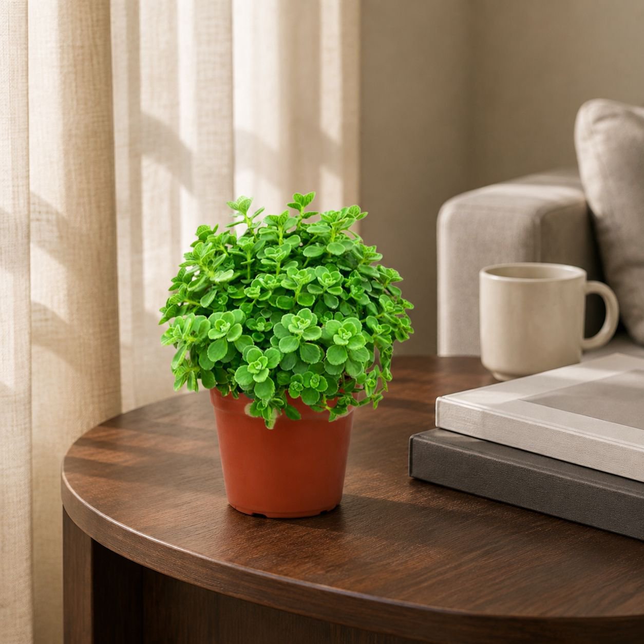 Indoor air-purifying Plectranthus plant