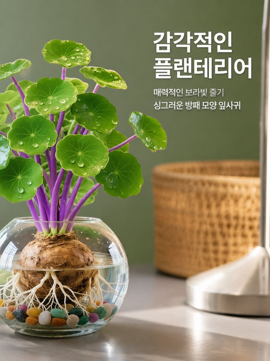수경 관엽 식물