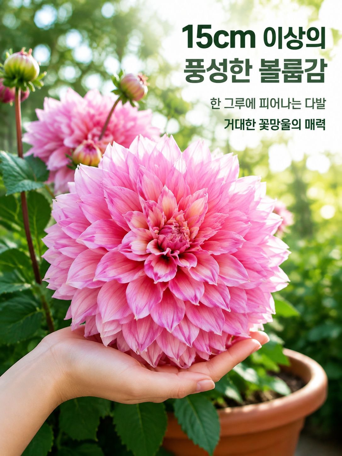사계절 내내 꽃을 피우는 달리아