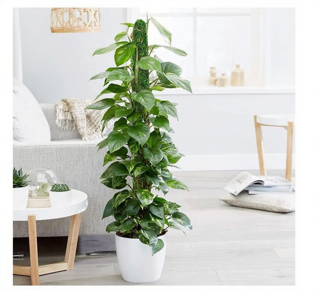 ラタン素材のサポートバーの拡大写真