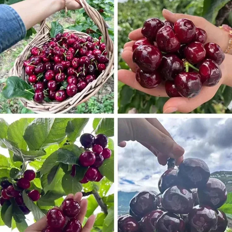 เมล็ดเชอร์รี่