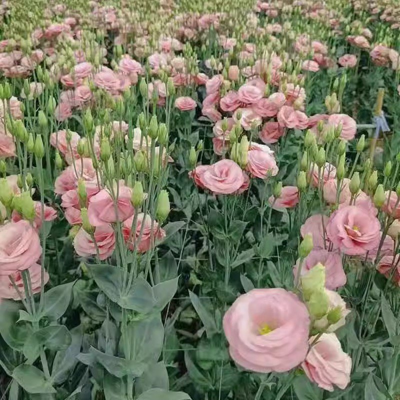 실외용 겹꽃 리시안서스