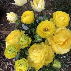 ラナンキュラス