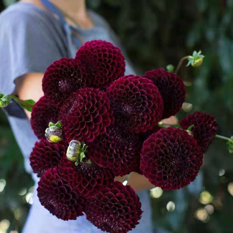 사계절 내내 꽃을 피우는 달리아