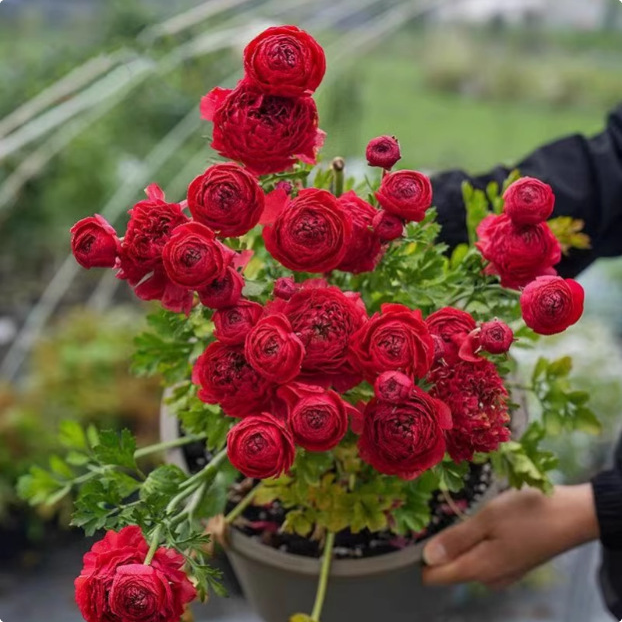 ラナンキュラス