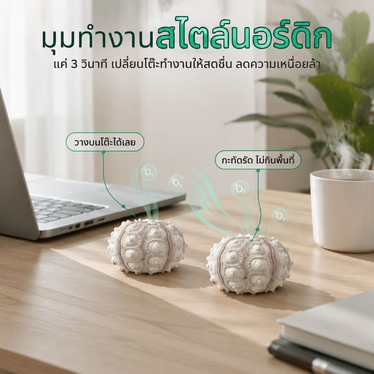 ชุดเปลือกเม่นทะเลกับแอร์แพลนท์ สำหรับตกแต่งบ้าน