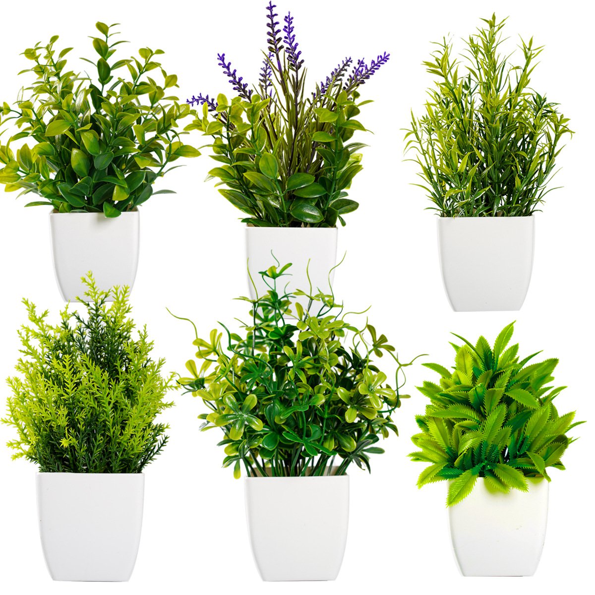 미니 라벤더 로즈마리 분재