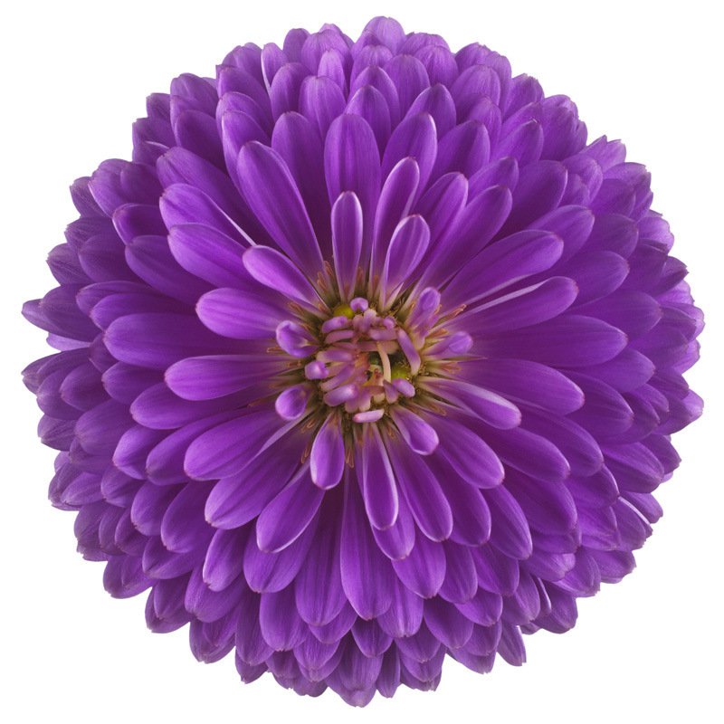 사계절 내내 피는 겹꽃 국화