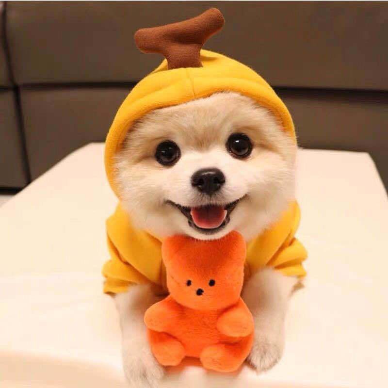 All-Season Fashion Outfits for Pets