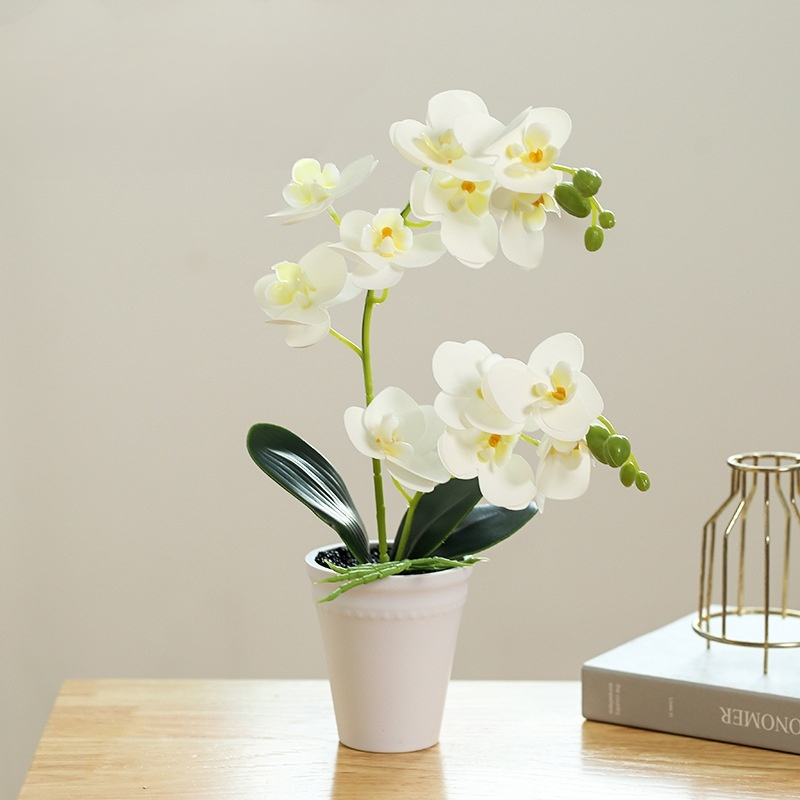 鉢植え植物の装飾品